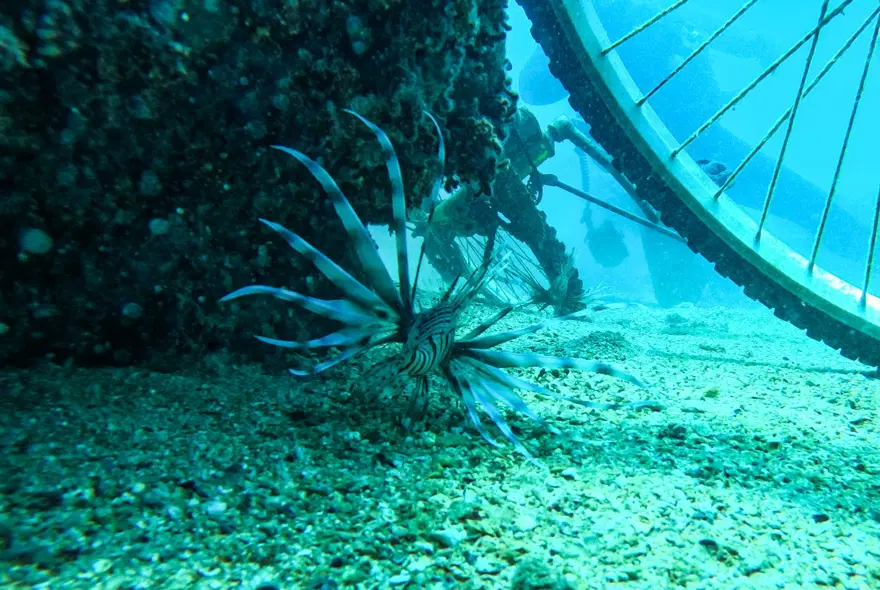 Fotoğraf tutkunu dalgıçlar, Mersin kıyılarındaki su altı kanyonlarını görüntülüyor 11
