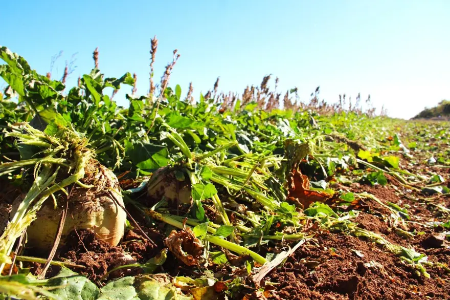 Üreticilerin önemli gelir kapısı: Hasat başladı 1