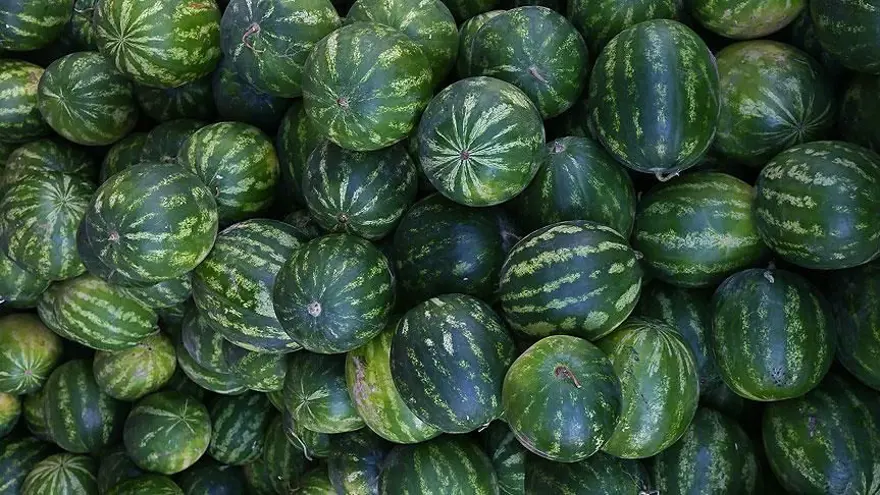 Kelek karpuzu belli eden özellikler: İyi karpuz nasıl seçilir? 5