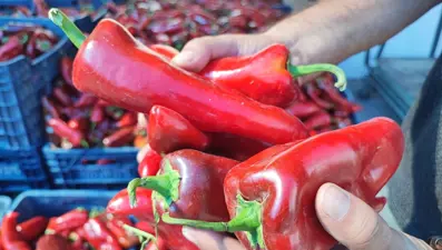 Pazara giden almadan dönmüyor:  Kış hazırlığı başladı