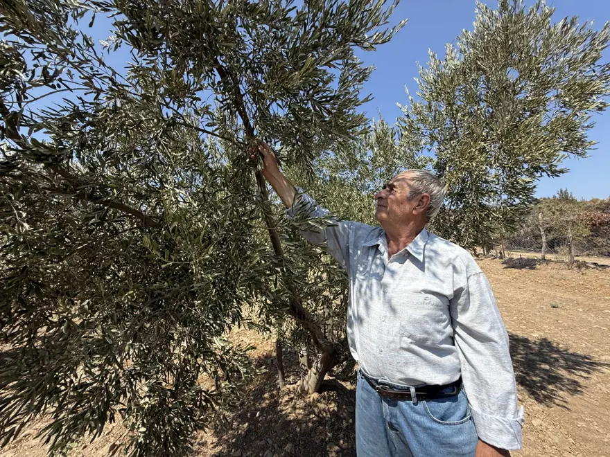 Çanakkale'de şaşırtan görüntü: Sadece o alan yanmadı 3 Çanakkale'de şaşırtan görüntü: Sadece o alan yanmadı 3