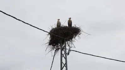 Sivas’ta 40 yıllık gelenek: Leylekler geldiği zaman kazanlar kaynıyor