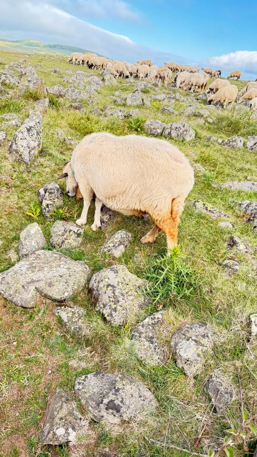 "TÜRK-İSLAM MEZARLIĞI OLARAK TESPİT EDİLDİ" 5