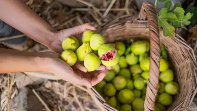 Her gün 1 incir yemenin vücuda etkisi: 7 muhteşem nedeni var