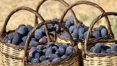 "Siyah orak"ın hasatı başladı