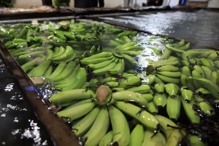 Muzu sarartmada karpitin yerini etilen gazı aldı 6