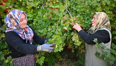 Gilaburu için sıraya giriyorlar: Masrafı yok, doğada kendiliğinden yetişiyor