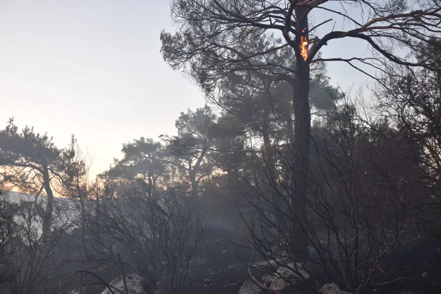 Bilecik'te iki gün önce çıkan orman yangını kontrol altında 5