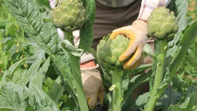 Şubatta sıraya girenler &quot;göbeği&quot;ni alabildi: Bu yıl 60-70 liradan alıcı buluyor