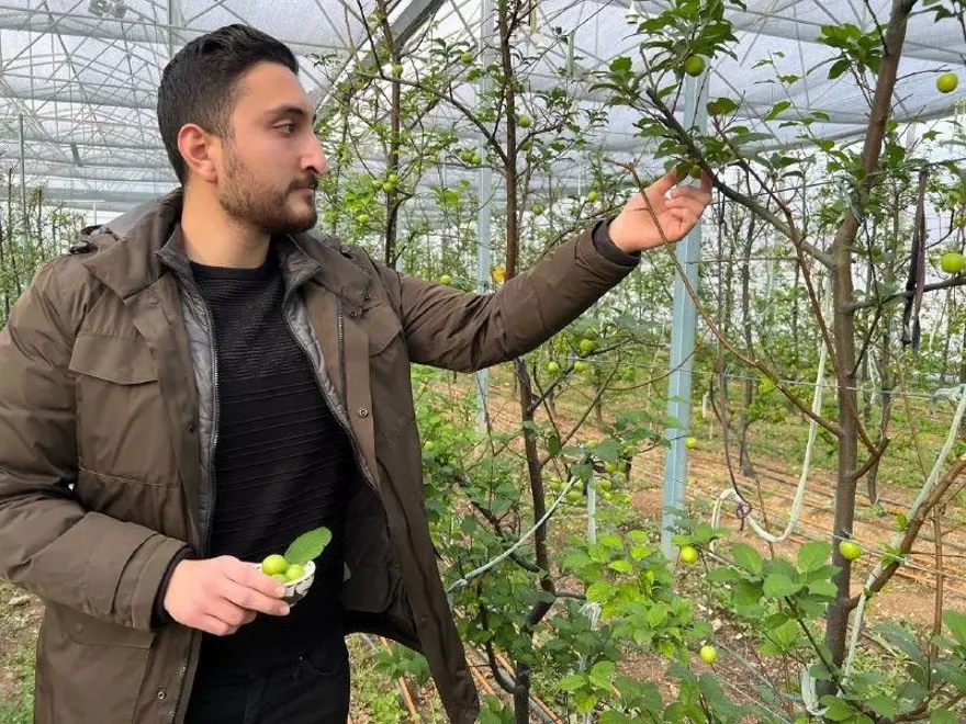Arap şeyhlerine kilosu 2 bin liradan erik 8 Arap şeyhlerine kilosu 2 bin liradan erik 8