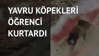 İki yavru köpeği çuvala koyup ölüme terk ettiler
