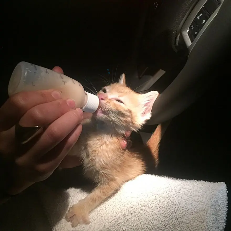 Hayatını kedileri kurtarmaya adadı 183