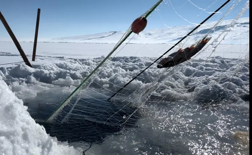 Çıldır Gölünde Eskimo usulü balık avlıyorlar 4