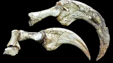 Gobi'de dinozor sürprizi: İki parmaklı yeni tür keşfedildi