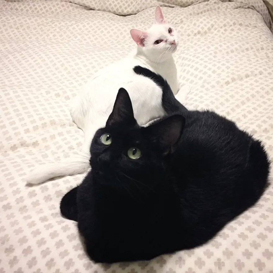 Hayatını kedileri kurtarmaya adadı 73