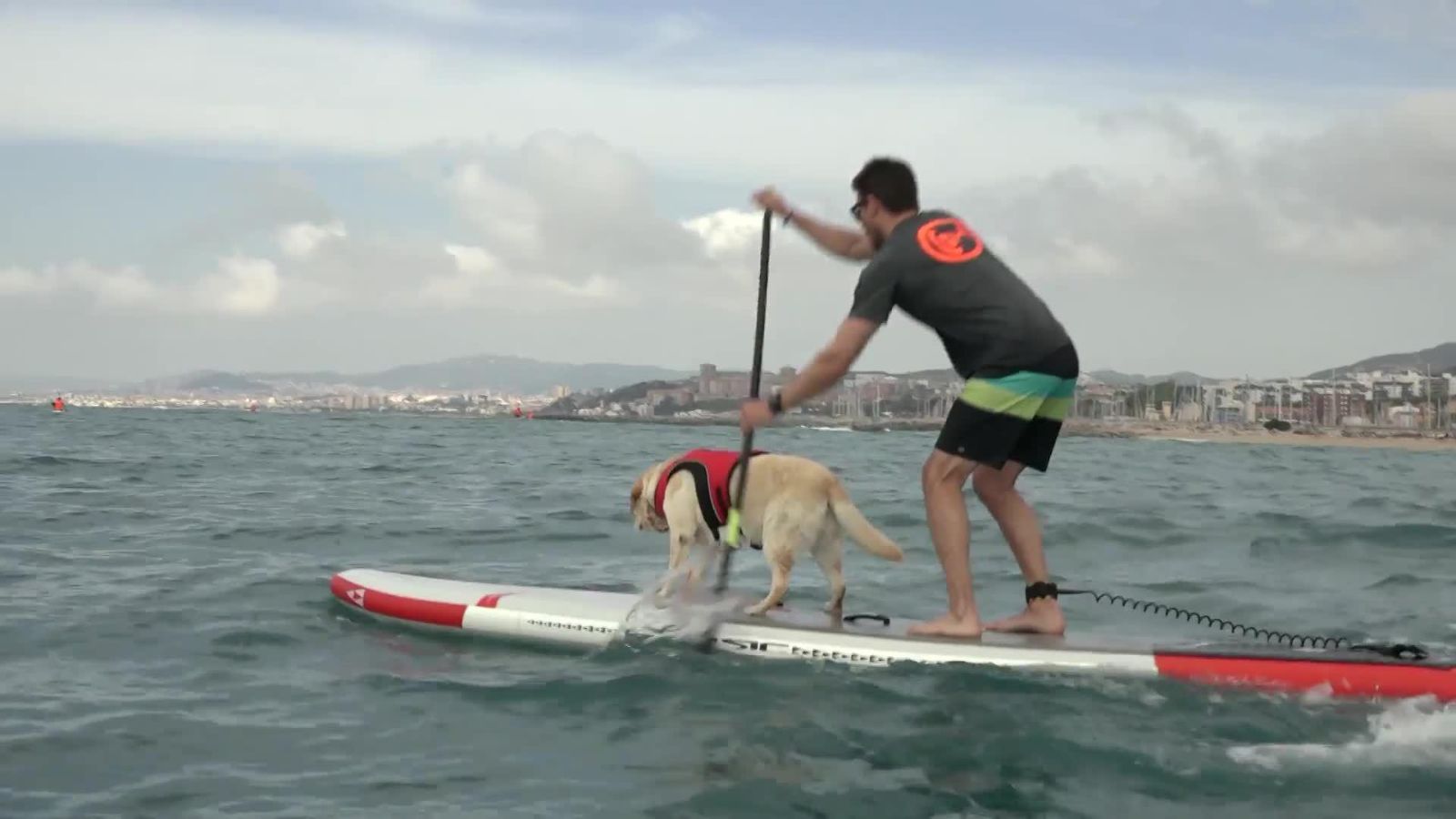 Köpekleriyle kürek sörfü yaptılar