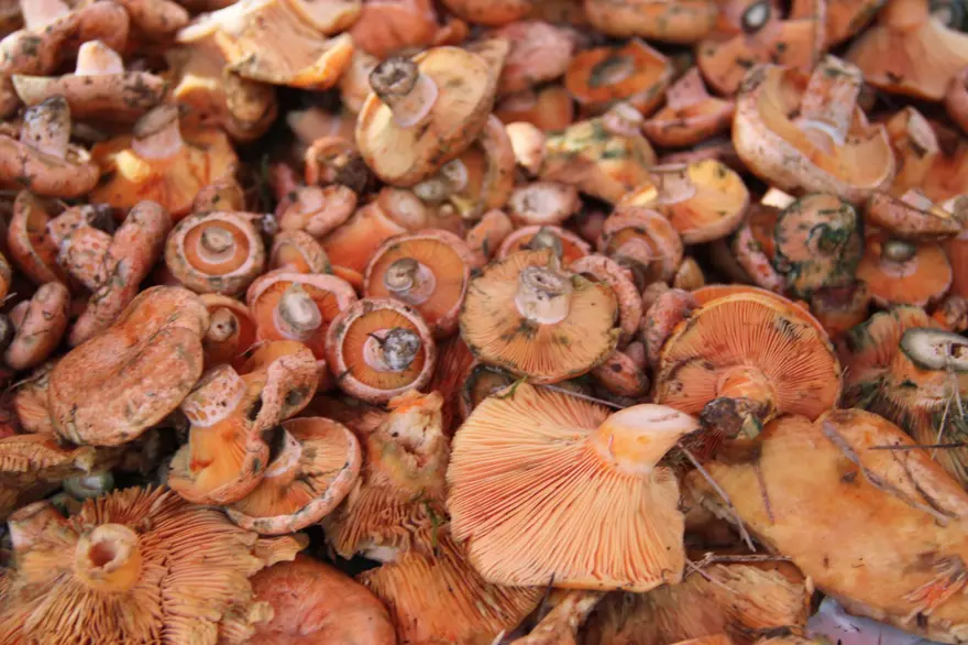 Yağmur sonrası çıkıyor, ormanda tek tek toplanıyor: Kilosu 500 liradan pazara indi 3 Yağmur sonrası çıkıyor, ormanda tek tek toplanıyor: Kilosu 500 liradan pazara indi 3