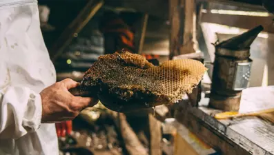 Türk balı Harrods'ta satışta: 150 gramı 57 bin lira