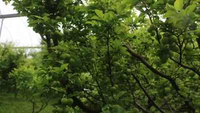 4 bin metrekare alanda üretiyor, kilosu 500 TL: Hatay'dan dünyaya yayılıyor