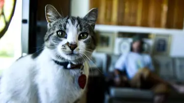 Otostopçu kedi yuvasına döndü
