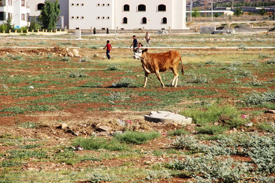 Kaçan dana ortalığı birbirine kattı: Gel kurban olduğum 8