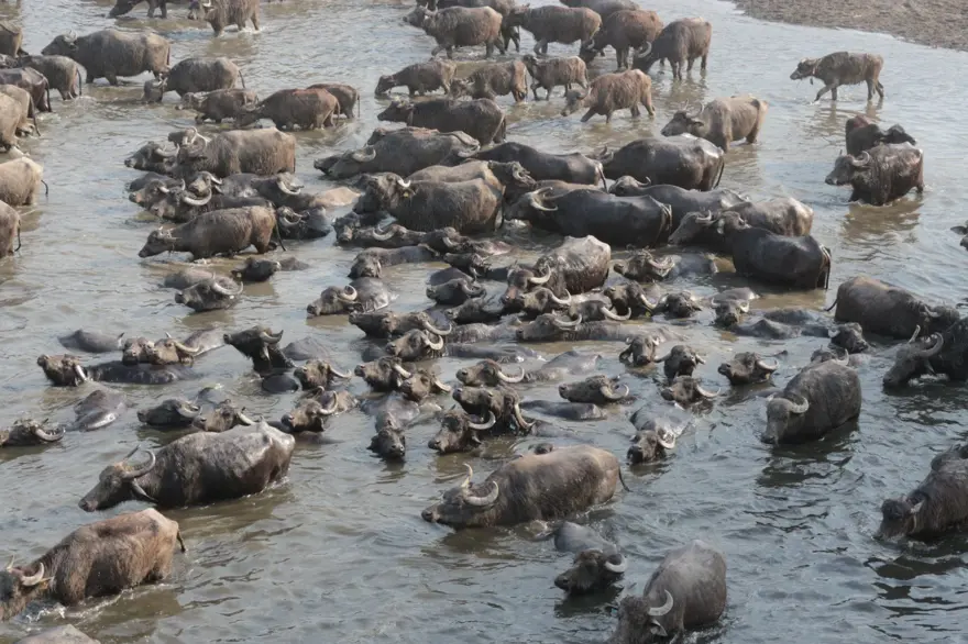Afrika Serengeti Parkı değil Balıkesir Ovası 14