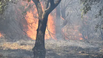 İzmir ve Balıkesir'de orman yangını: Bazı evler tahliye edildi