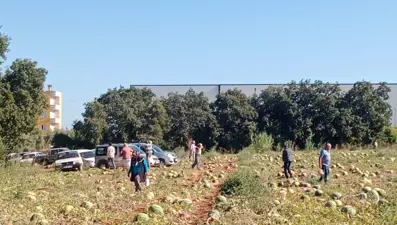 Toplamadığı 120 ton karpuzu hayrına dağıttı