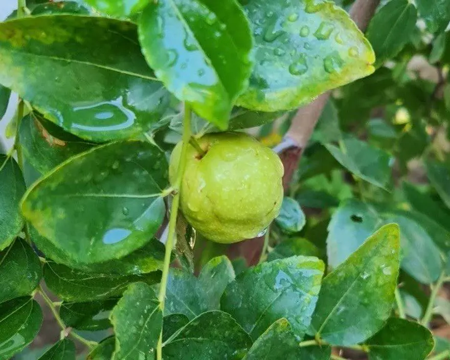 Doktor evinin bahçesinde yetiştirdi: 30 farklı ağaç ve 30'un üzerinde bitki 5 Doktor evinin bahçesinde yetiştirdi: 30 farklı ağaç ve 30'un üzerinde bitki 5