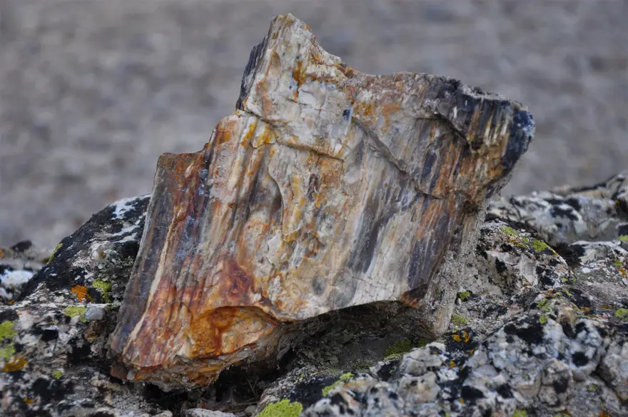 21 milyon yıllık fosil ağaç ormanı tehlikede 11