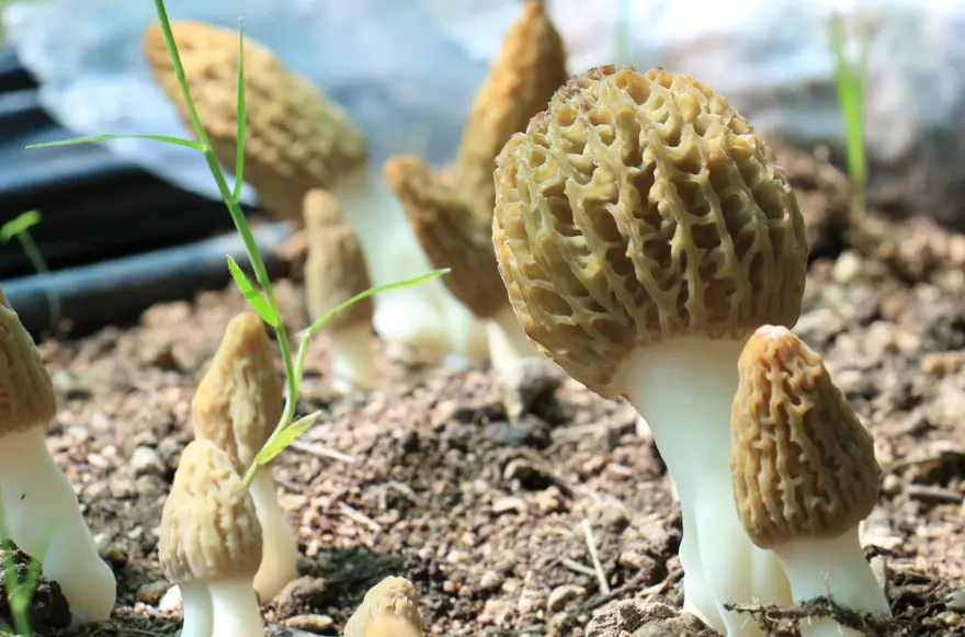 Kuzugöbeği mantarı, Türkiye’de ilk defa üretildi: Tazesinin kilosu 400, kurusu 3 bin lira 9 Kuzugöbeği mantarı, Türkiye’de ilk defa üretildi: Tazesinin kilosu 400, kurusu 3 bin lira 9