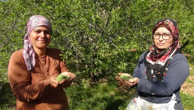 Tezgahta kilosu 200 lira: Satışı 15 gün erken başladı