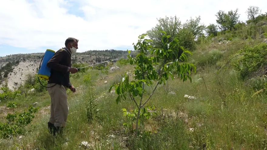 Mersin'de sıcaklık ani düştü, meyve bahçeleri zarar gördü 3 Mersin'de sıcaklık ani düştü, meyve bahçeleri zarar gördü 3