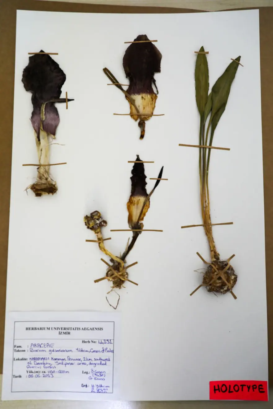 Mantar toplarken gördü, adını tarihe yazdırdı: Çiğ yendiğinde çok zehirli 8