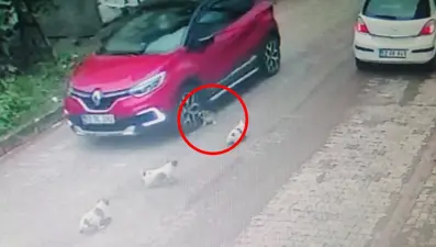 Yavru köpeği ezip, yoluna devam etti