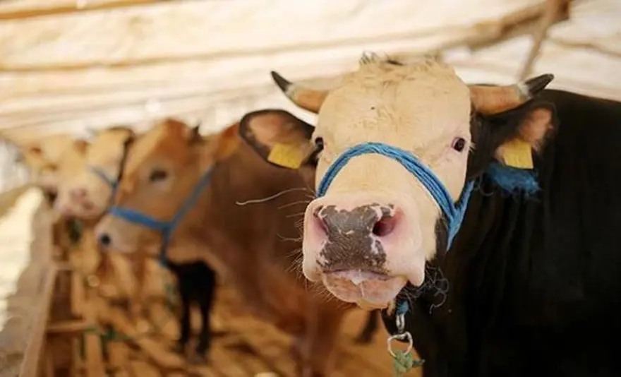 2025 KURBAN BAYRAMI NE ZAMAN? 1 2025 KURBAN BAYRAMI NE ZAMAN? 1