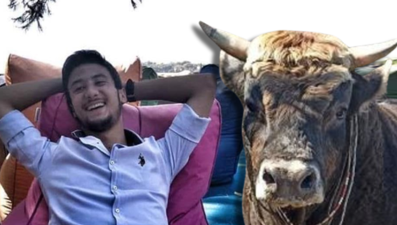 Aydın'da güreş boğası can aldı!