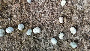 Psikolojiye iyi geldiği söyleniyor: Tarla fiyatı 20 lira