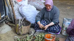 Tek tek toplayıp satışa hazırlıyorlar: En önemli geçim kaynaklarından biri
