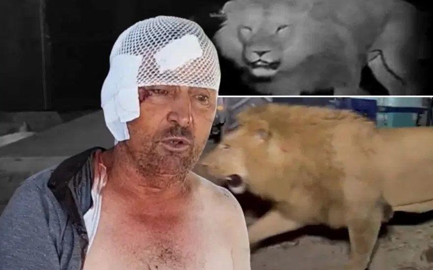 Manavgat'ta aslan saldırısına uğramıştı! Taburcu oldu: "Aslana hakkımı helal ediyorum, onun suçu yok" 5 Manavgat'ta aslan saldırısına uğramıştı! Taburcu oldu: "Aslana hakkımı helal ediyorum, onun suçu yok" 5