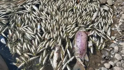 Kuraklık nehir ve göletlerde toplu balık ölümlerine neden oluyor