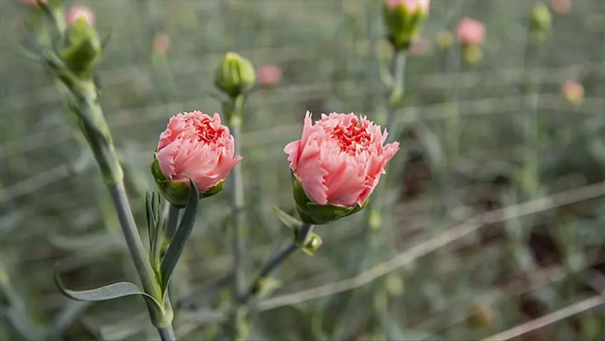 ANNELER GÜNÜ BU YIL NE ZAMAN? 1