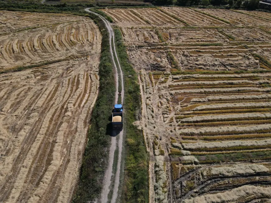 Rekolte yüzde 40 oranında düştü: İlçede hasadı sürüyor 3 Rekolte yüzde 40 oranında düştü: İlçede hasadı sürüyor 3