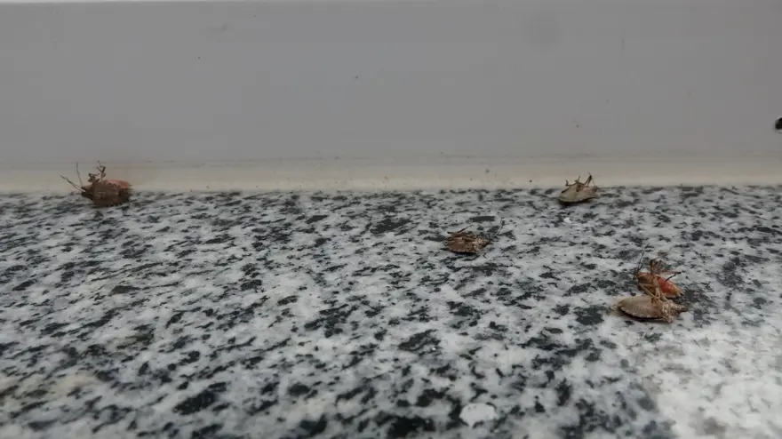 Trabzon'da kahverengi kokarca böceği istilası | Uzmanlar uyardı: Sakın elinizi sürmeyin 