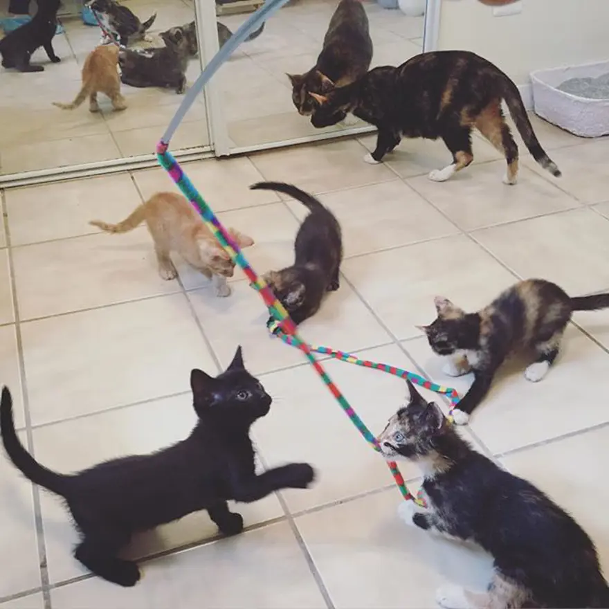 Hayatını kedileri kurtarmaya adadı 355