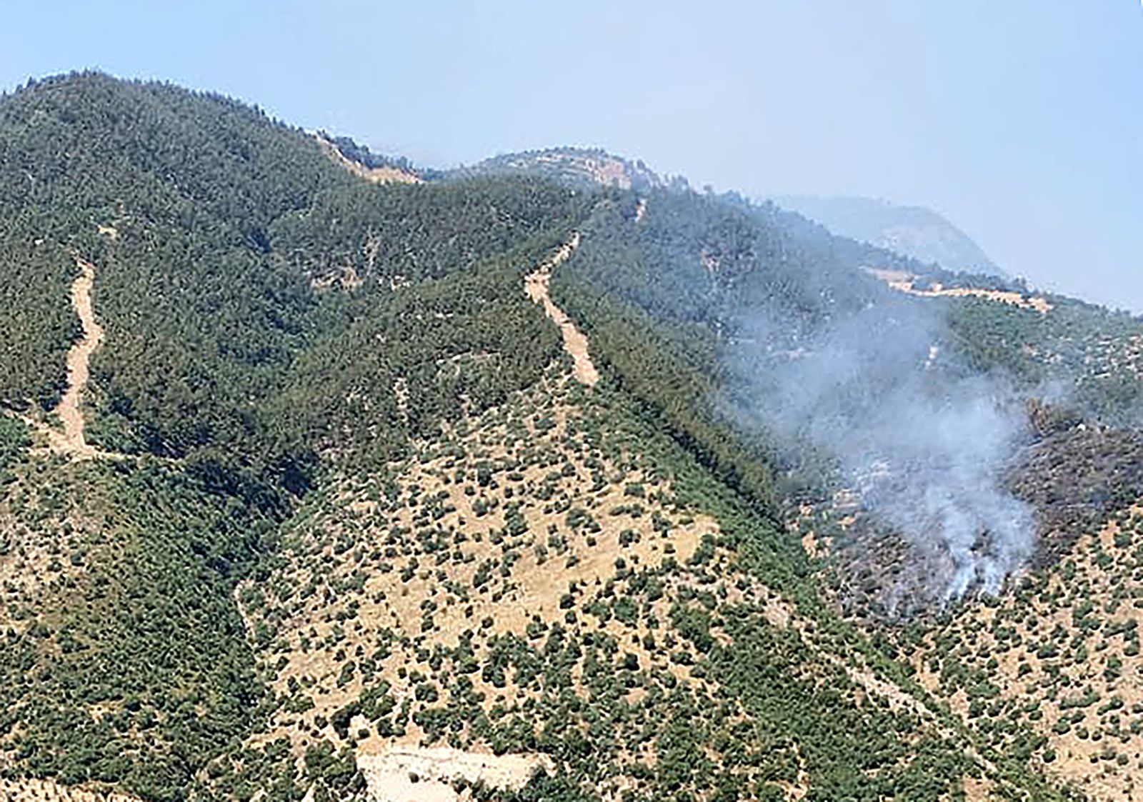 Manisa'da orman yangını