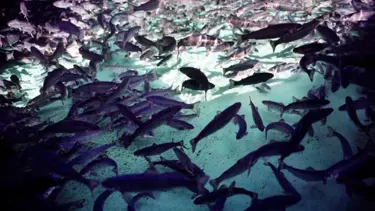 Somonda virüs tehlikesi