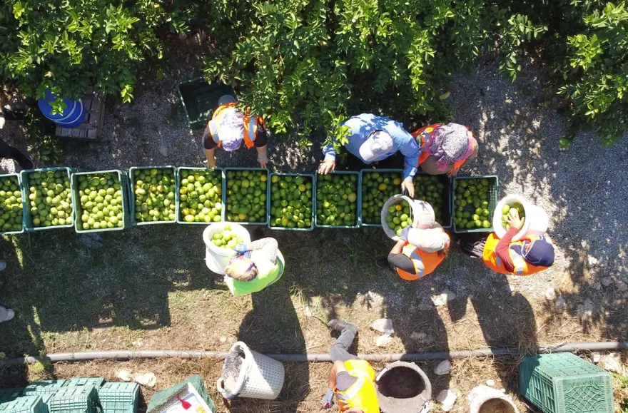 AİLELER GEÇİMİNİ LİMONDAN SAĞLIYOR 5