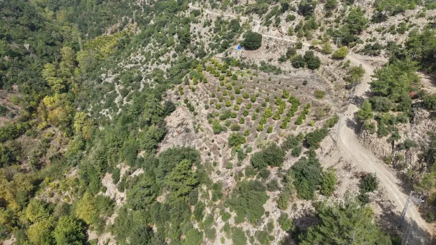 Geçen yıl 20 TL'ydi, bu yıl 80 TL: 900 rakımda yetişiyor 1