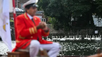 İngiltere'nin 838 yıllık geleneği: Kuğu nüfus sayımı